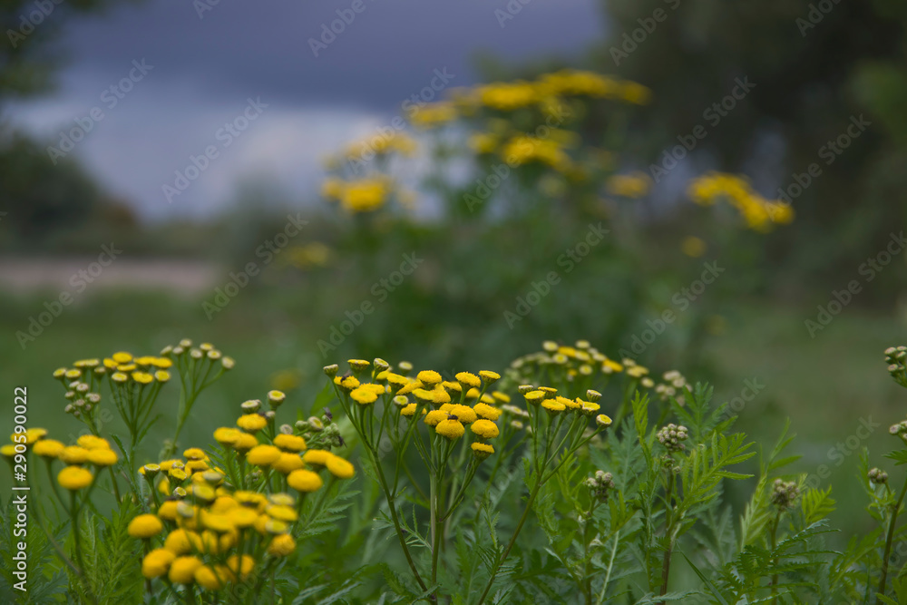 Fototapeta premium Yellow small flowers with a blurry background with grant yellow and green background on the meadow in summer bokeh, nice nature