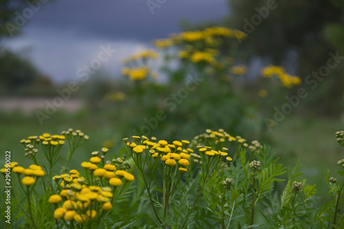 Yellow small flowers with a blurry background with grant yellow and green background on the meadow in summer bokeh, nice nature