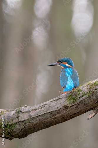 alcedo, animal, atthis, avian, background, beak, beautiful, bird, birdwatching, blue, branch, colorful, common, fauna, feather, fish, green, kingfisher, nature, orange, ornithology, river, white, wild