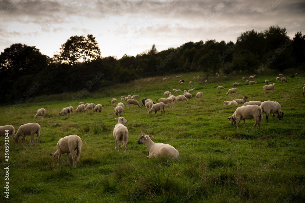 Fototapeta premium Sheep pasture in Poland