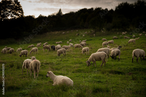 Sheep pasture in Poland