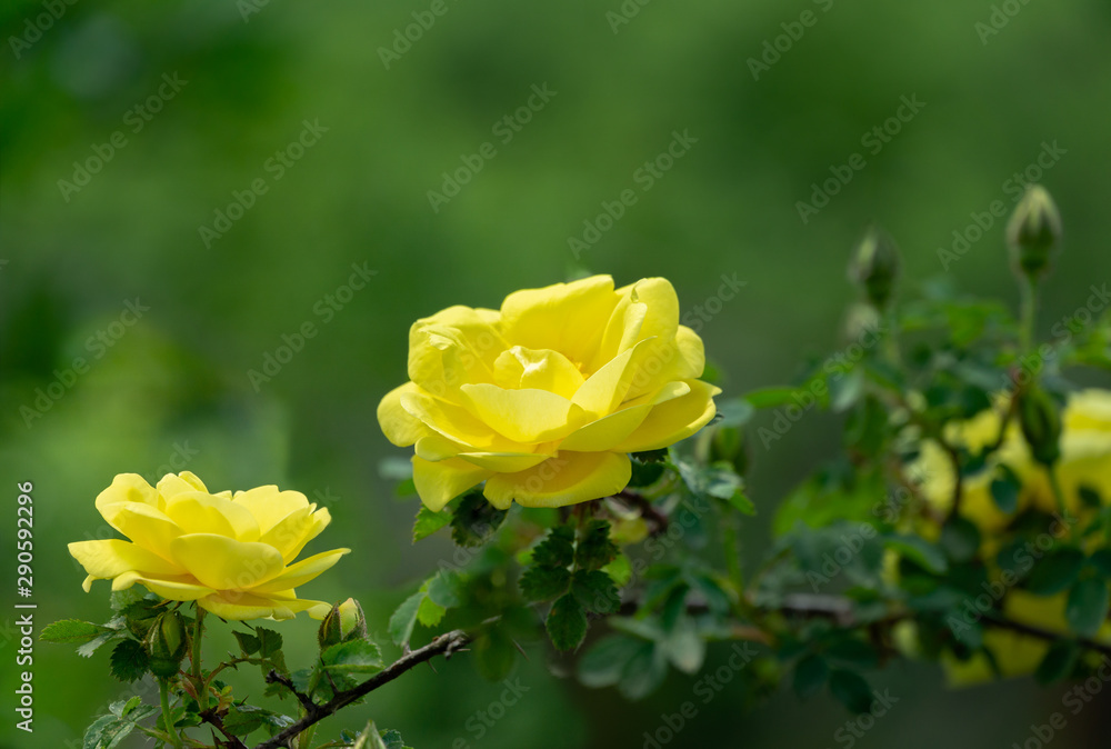 Beautiful bright yellow roses with green leaf in sunshine on blurred green background. Selective focus. Lyric motif for design. There is a place for text Beautiful bright yellow roses with green leaf in sunshine on blurred green background. Selective focus. Lyric motif for design. There is a place for text