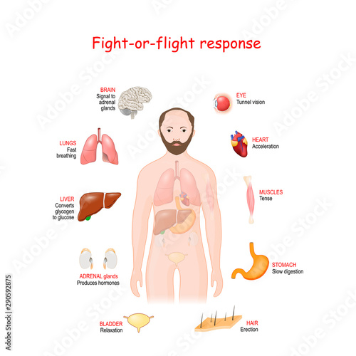 fight-or-flight. Stress response