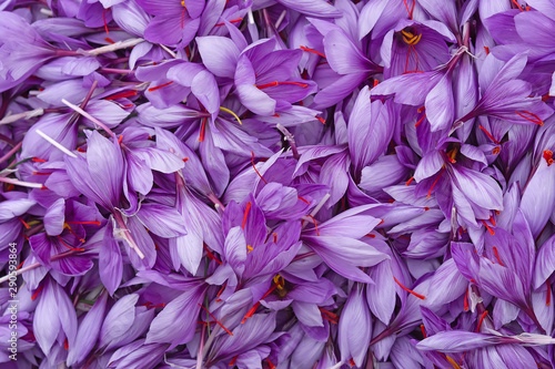 Harvest Flowers of saffron after collection. Crocus sativus, commonly known as the "saffron crocus".Handful