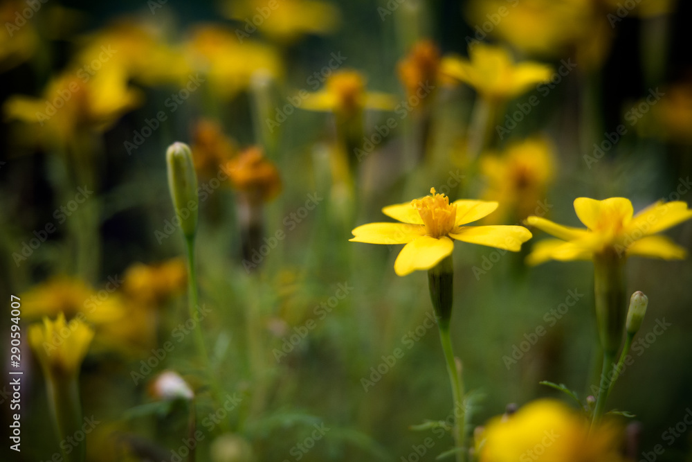 Obraz premium M.L.S.