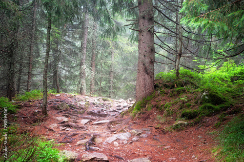 Hiking trail in the woods Tatras National Park.