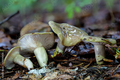 Detailbild des Pilzes Grüner Milchling in hoher Tiefenschäfte auf Waldboden mit unscharfem Hintergrund photo