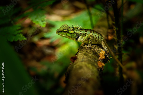 Emma Grays forest lizard - Calotes emma species of lizard in the family Agamidae. The species is endemic to China, South Asia, and Southeast Asia photo