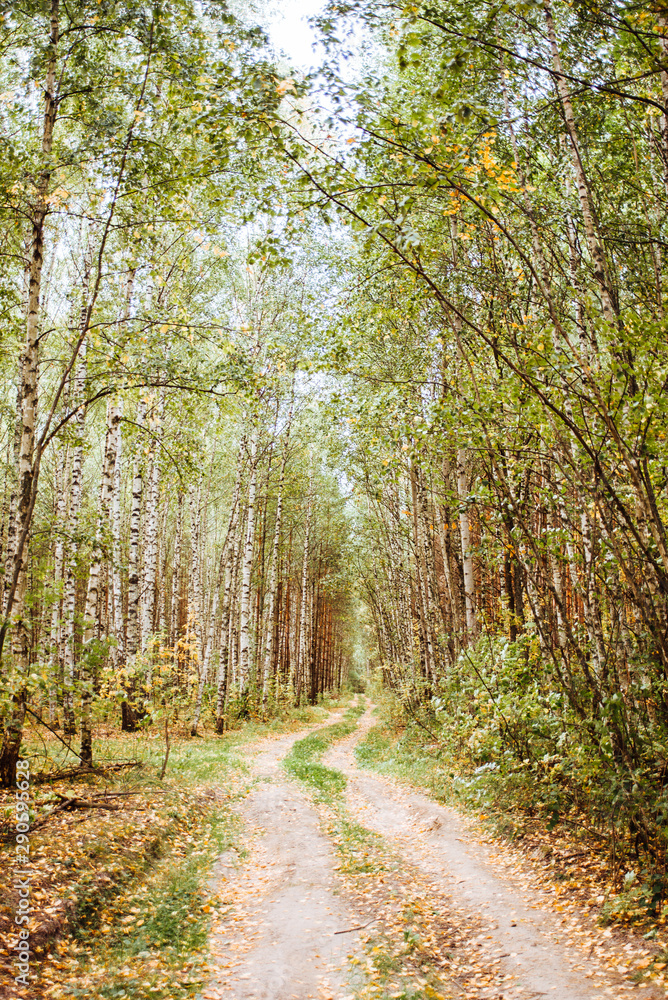 Fototapeta premium Scenic road in the forest. Autumn