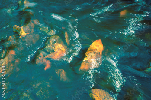 Fast river with blue water over yellow leaves