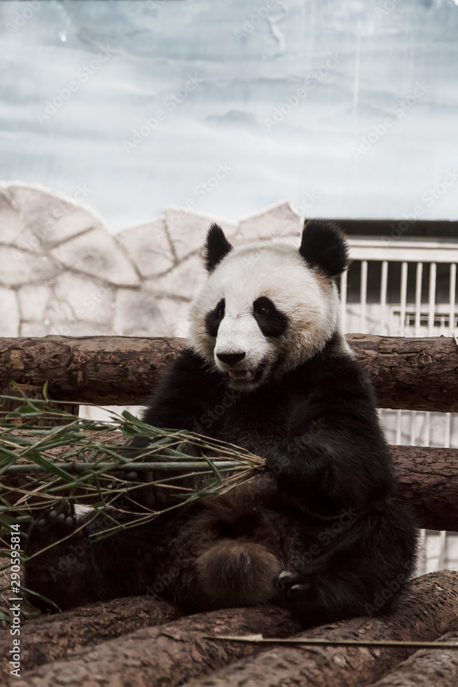 big panda or bamboo bear in zoo big panda or bamboo bear in zoo