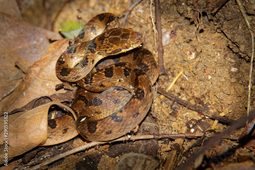 Northern Cat-eyed Snake - Leptodeira septentrionalis species of medium-sized, slightly venomous snake, found from southern Texas to northern Colombia, Ecuador, Costa Rica