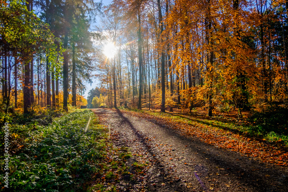 road in the forest road in the forest