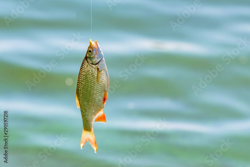 Close up single common rudd fish on hook. Fishing concept