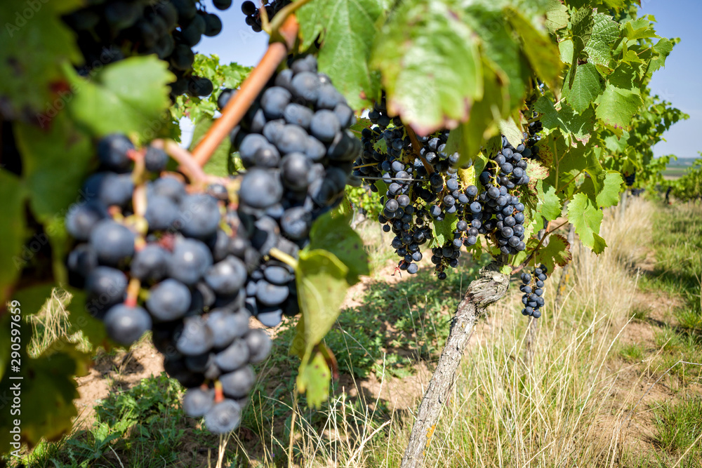 Regent wine grapes on a vine in organic vineyard