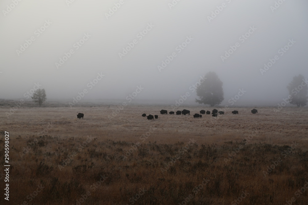In the silence of nature,wild life with fog view for calendar background, travel wallpaper