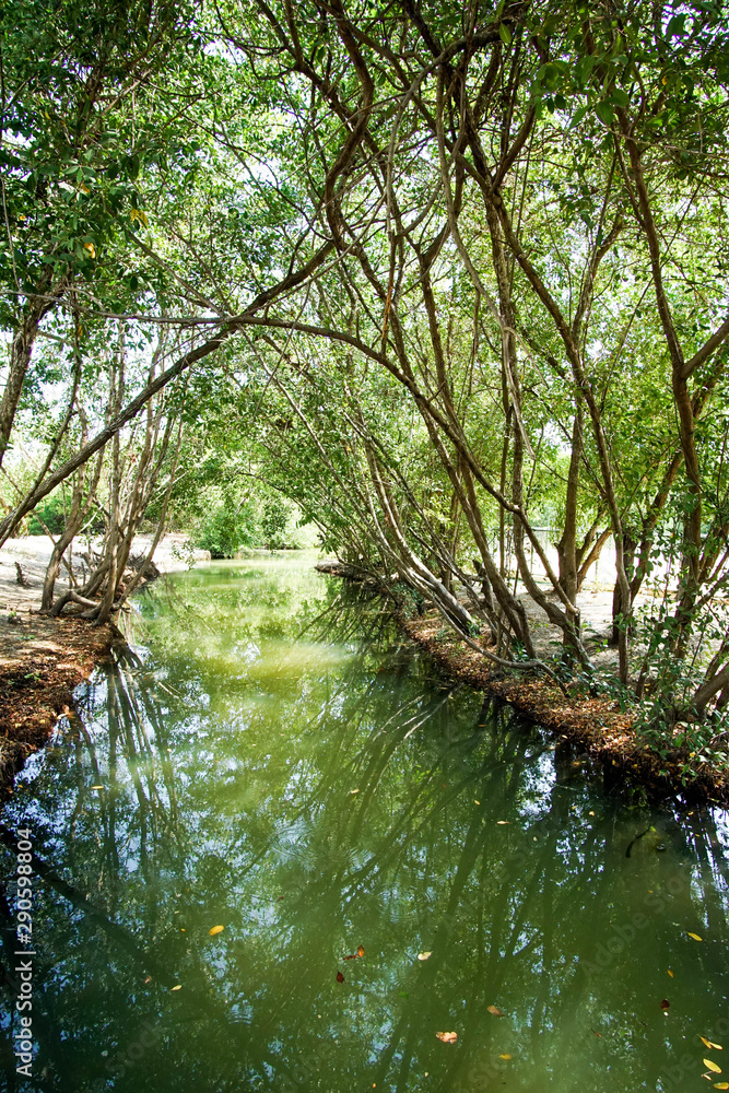 Fototapeta premium mangrove in the swamp