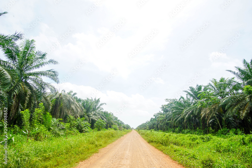 oil palm road 