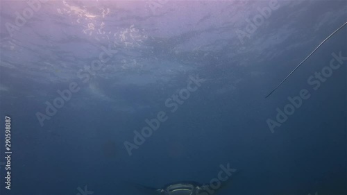 Beautiful Manta Rays Pair. Group Of Graceful & Peaceful Sea Mantas Swimming Together. Calm Sea Rays Gliding. Pelagic Filter Feeders Marine Life In Blue Sea Water Cleaning Station & Sunlit Sea Surface photo