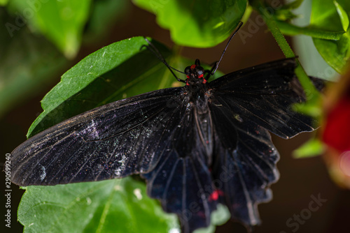 Canvas Print Black wing butterfly in closeup macro photo.
