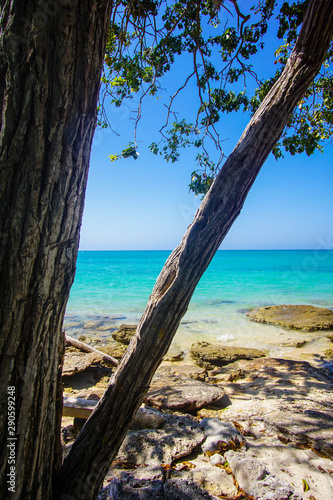 tree on the beach © jonathan