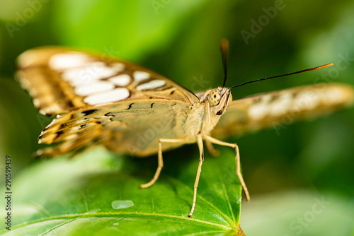 Beautiful Parthenos sylvia (Clipper) butterfly on a green leave. (high ISO image)