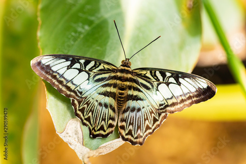 Beautiful Parthenos sylvia (Clipper) butterfly on a green leave. (high ISO image) © valdisskudre
