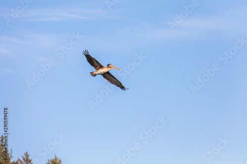 USA, Washington State, Ilwaco, Cape Disappointment State Park. Brown pelican in flight.