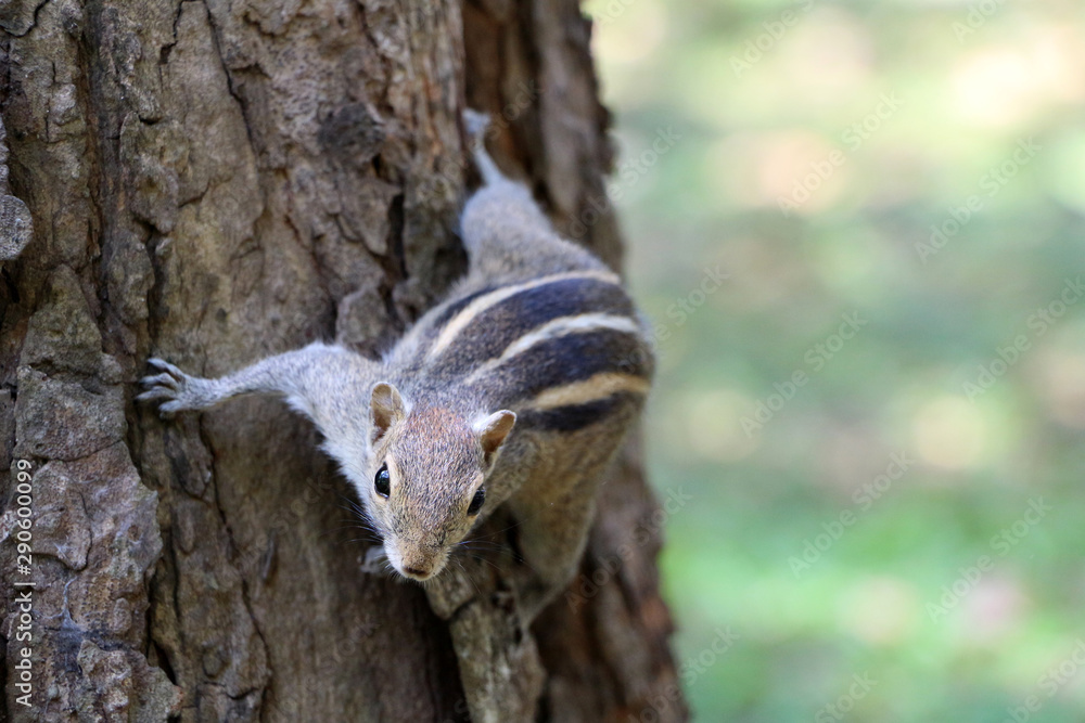 Striped squirrel looks down from the tree Striped squirrel looks down from the tree
