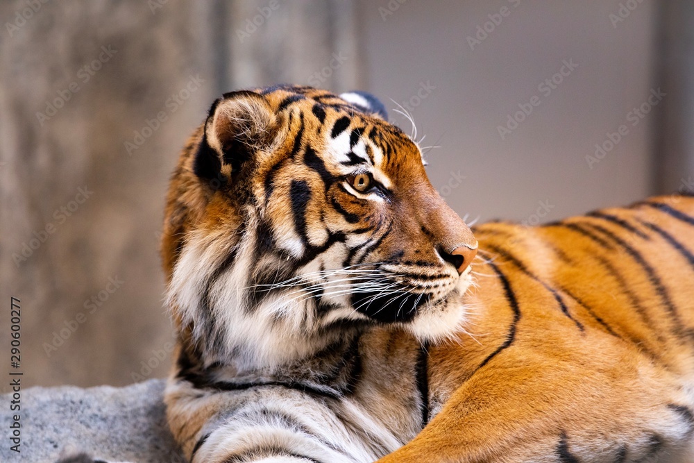 Naklejka tiger in zoo