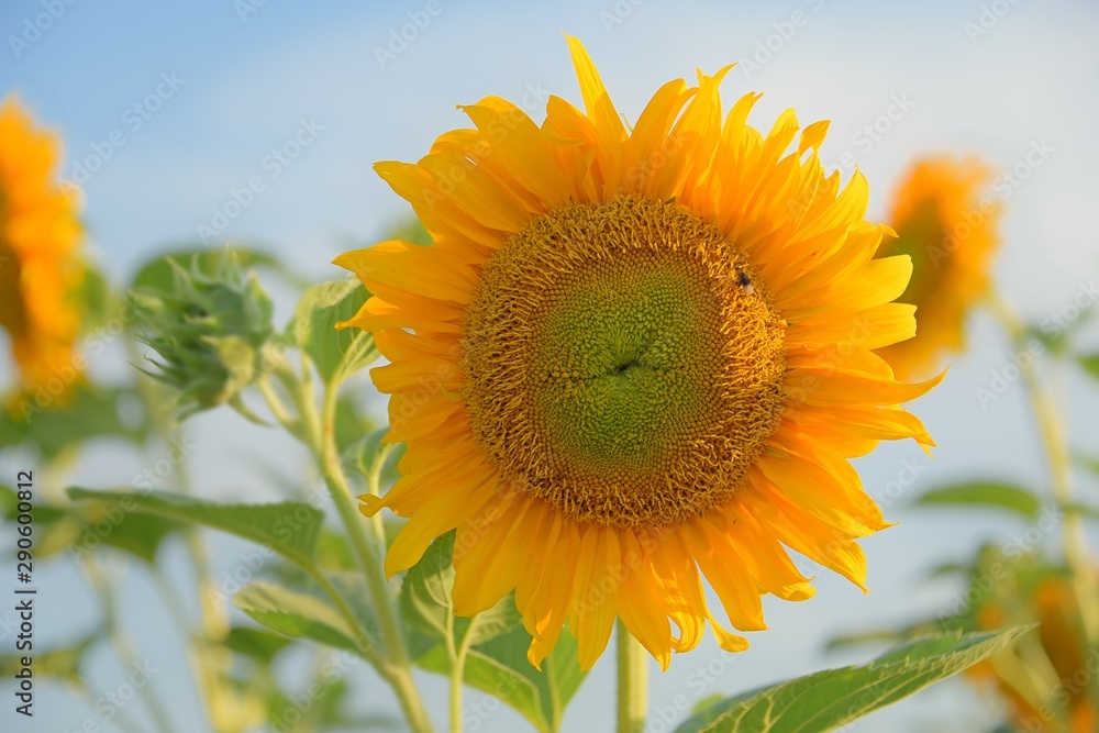 Fototapeta premium sunflower on background of blue sky
