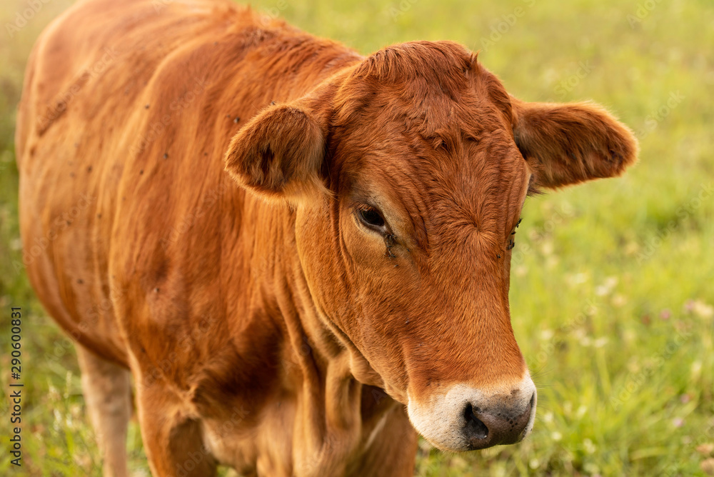 Brown cows in green open field during summer day. Brown cows in green open field during summer day.