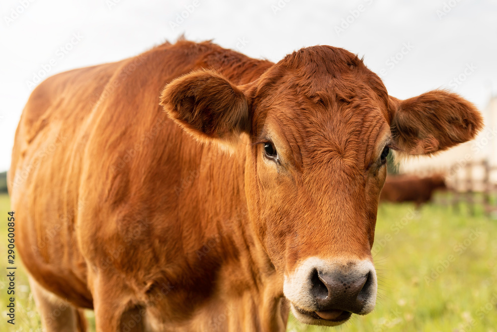 Brown cows in green open field during summer day. Brown cows in green open field during summer day.