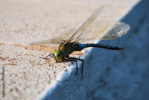 Large Spanish Dragonfly on Concrete