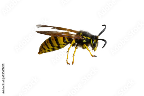 Wasp isolated on a white background