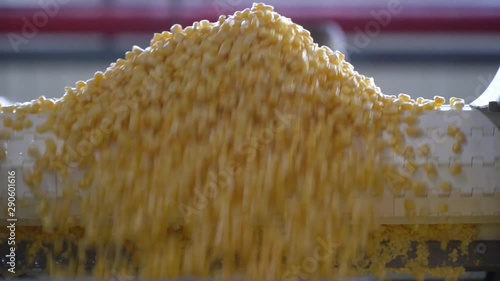 Process Of Sorting Ripe Juicy Corn photo