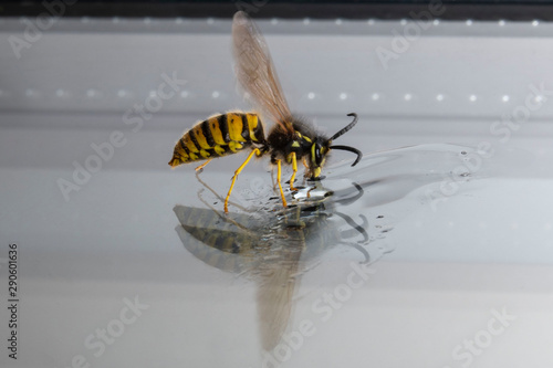 Yellow wasp eating honey with reflection