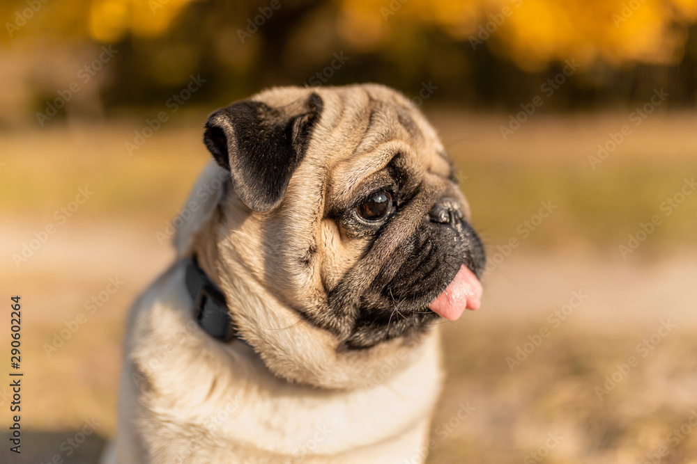 Portrait of a pug dog sitting in the autumn park on yellow leaves against the background of trees and autumn forest. The puppy does not look at the camera with its tongue out.