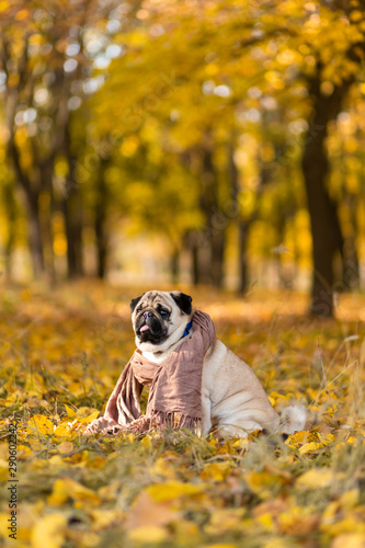 A dog of a pug breed wrapped in a scarf sits in an autumn park on yellow leaves against a background of trees and autumn forest.