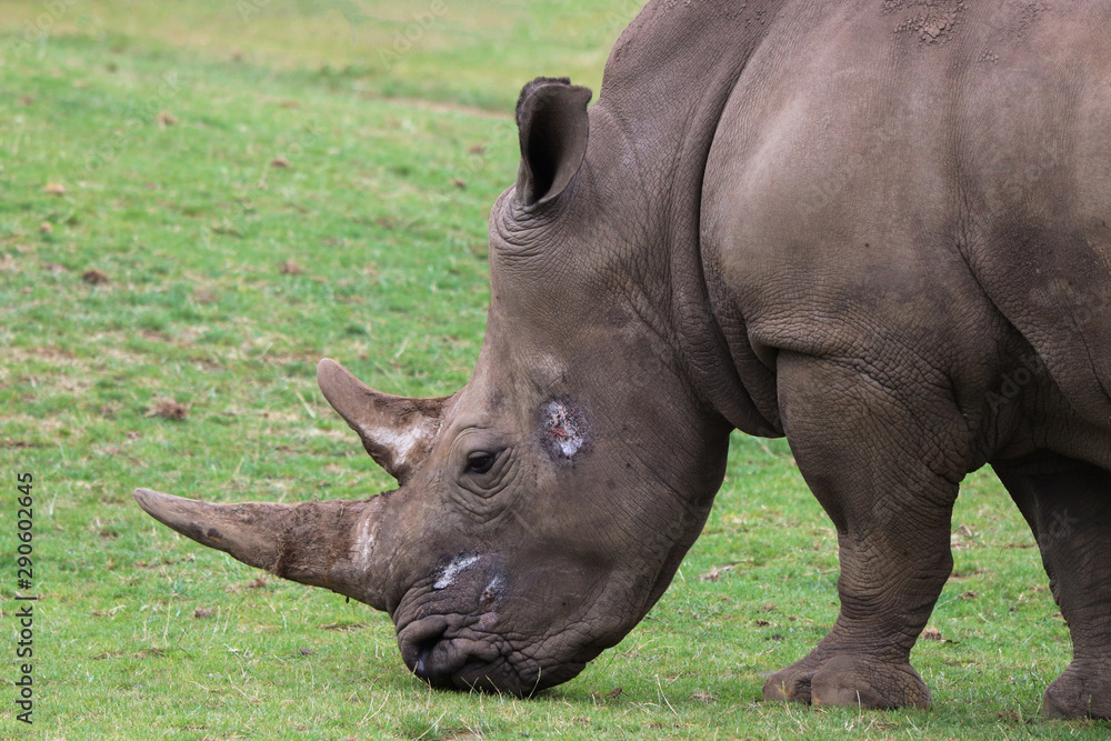 Injured Rhino on face. 2 horns. predators and poachers , endangered and injured african animals. Injured Rhino on face. 2 horns. predators and poachers , endangered and injured african animals.