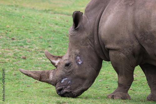 Injured Rhino on face. 2 horns. predators and poachers , endangered and injured african animals.