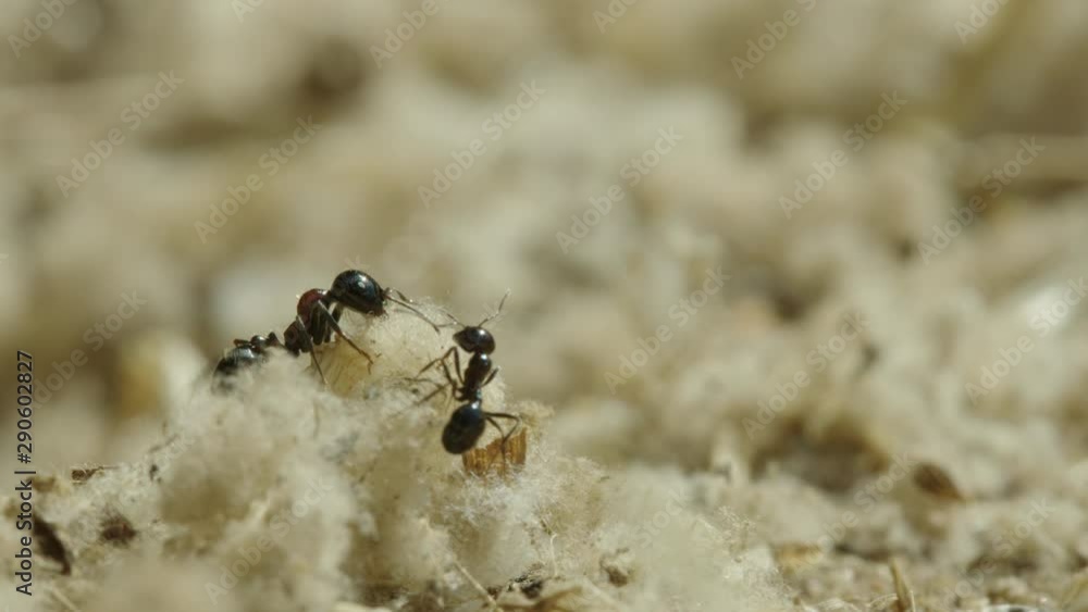 Extreme closeup of a pack of ants working in the wild Extreme closeup of a pack of ants working in the wild