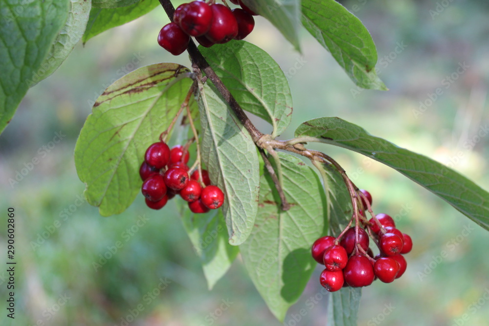 Fototapeta premium Red berries