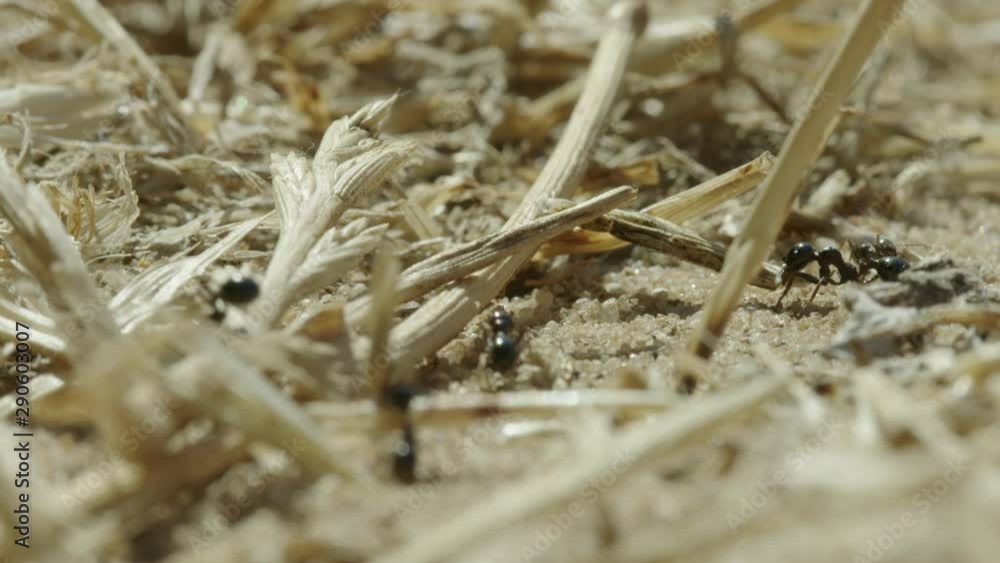 Macro shot of ants gathering materials Macro shot of ants gathering materials