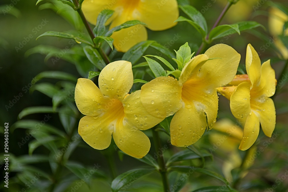 Obraz premium yellow and yellow flowers