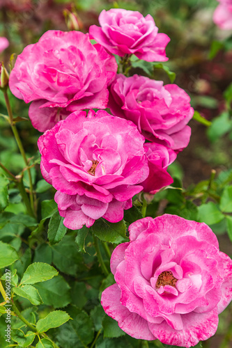 USA, Washington State, Vancouver. Roses in a garden in Vancouver, Washington.