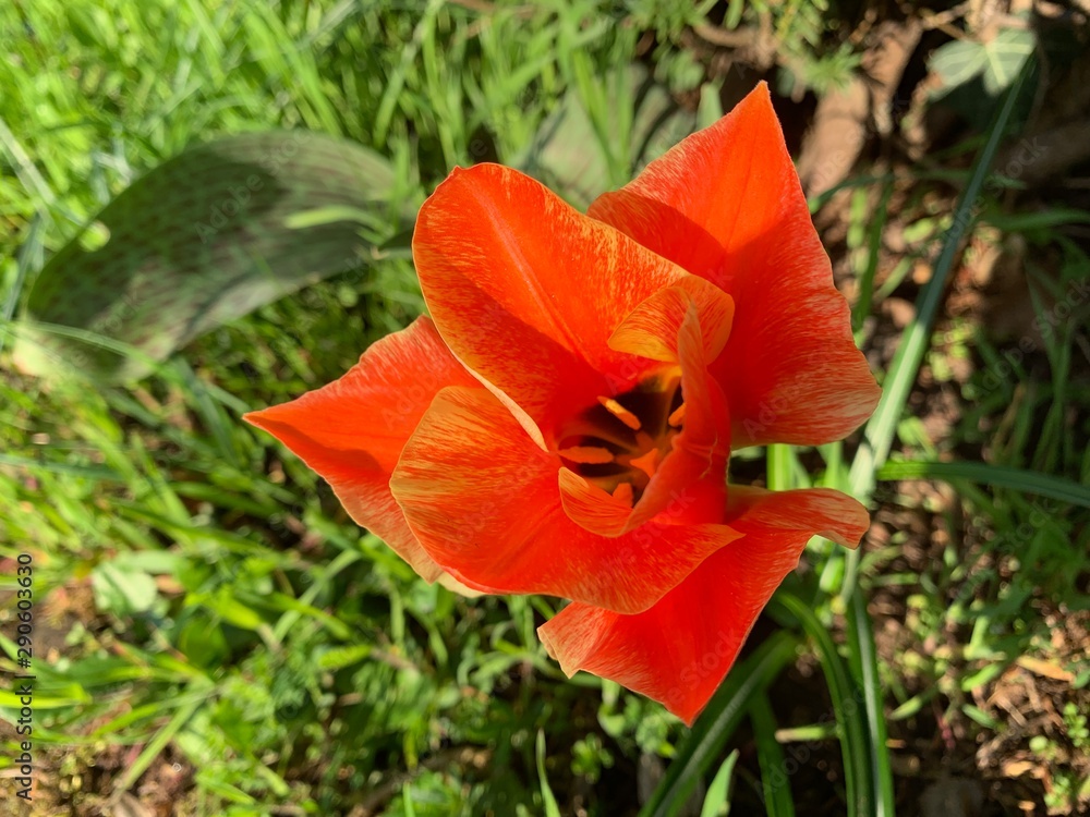 Fototapeta premium Roter Mohn