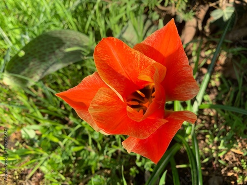 Roter Mohn