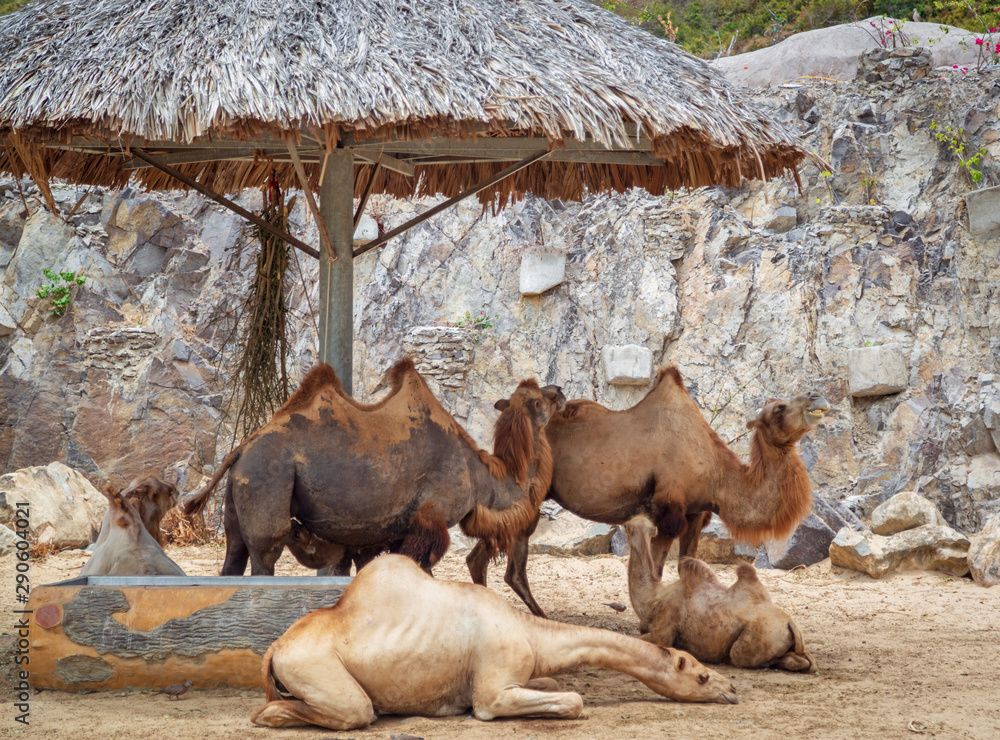 Fototapeta premium Camels lie, stand in the zoo under a canopy