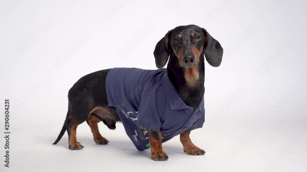 portrait of a cute dachshund dog, black and tan, wearing in an blue polo casual t-shirt, isolated on gray background portrait of a cute dachshund dog, black and tan, wearing in an blue polo casual t-shirt, isolated on gray background